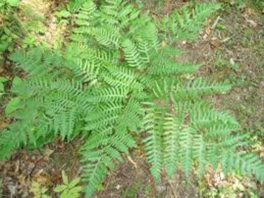 Папоротник орляк гидрофит