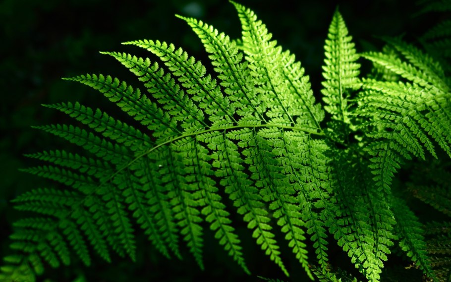Фернс папоротник