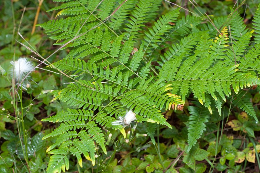 Папоротники 10 предложений