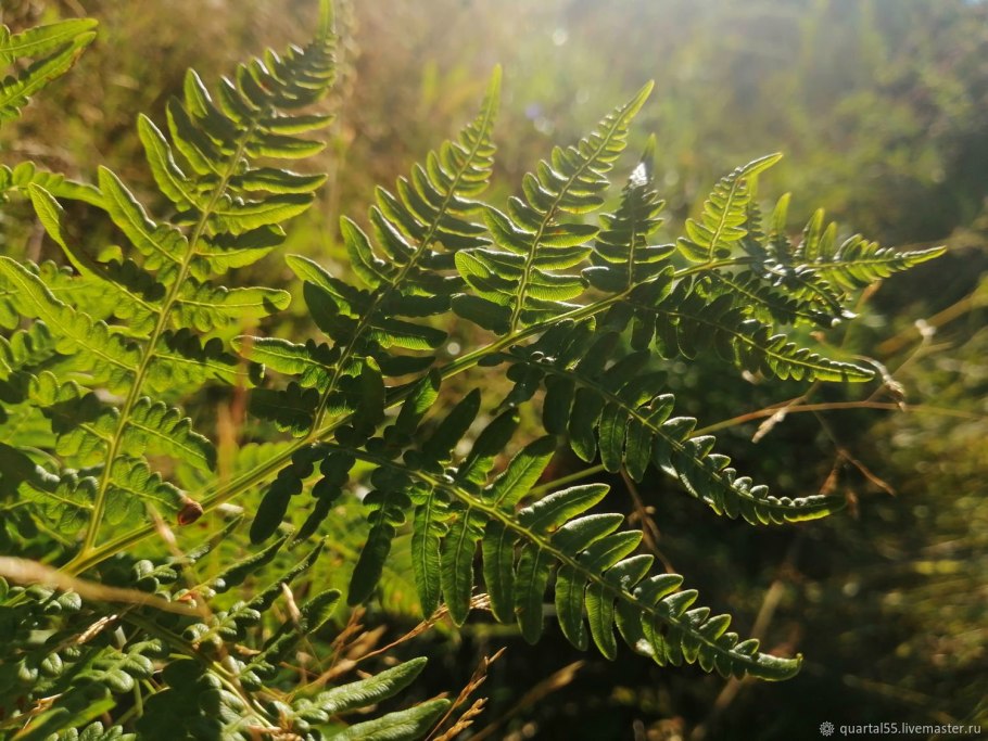 Папоротник (Polypodiophyta)