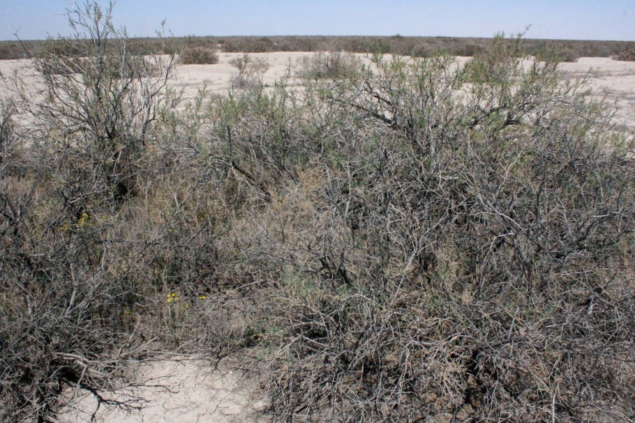 Казахстан саксауловые леса
