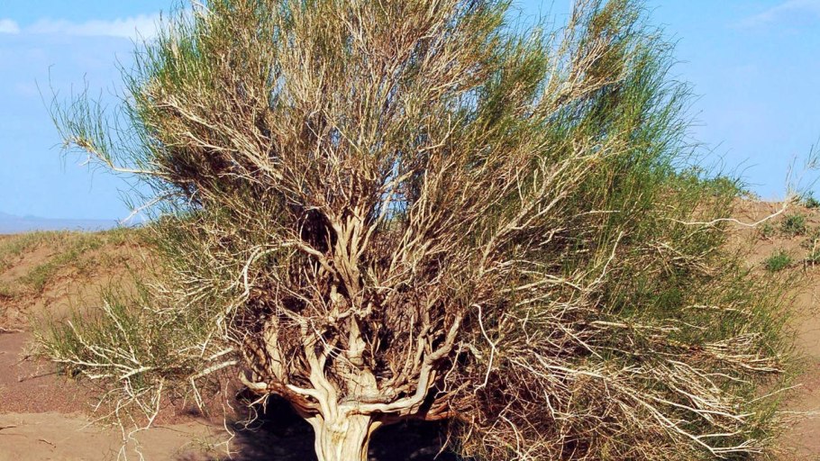 Стеркулия Саванна