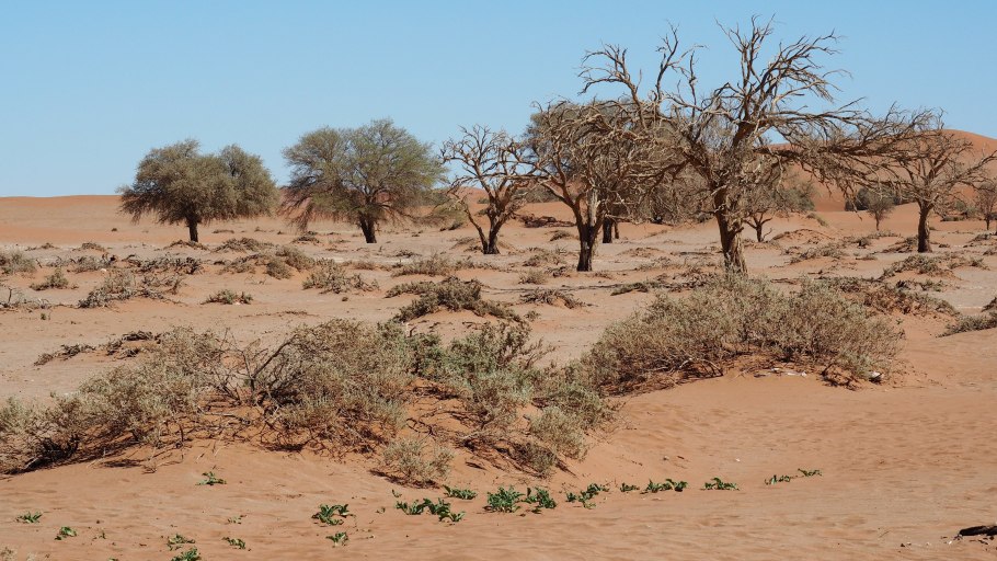 Саксаул Зайсанский