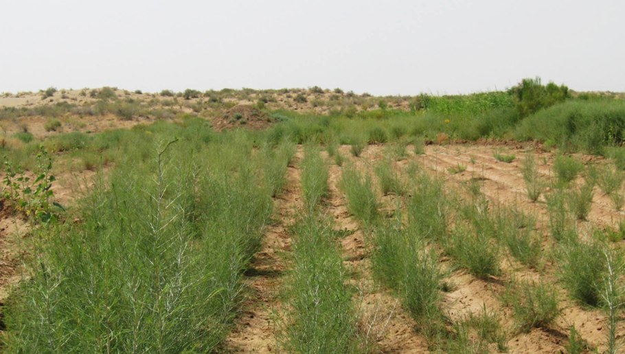 Аральское море саксаульный лес