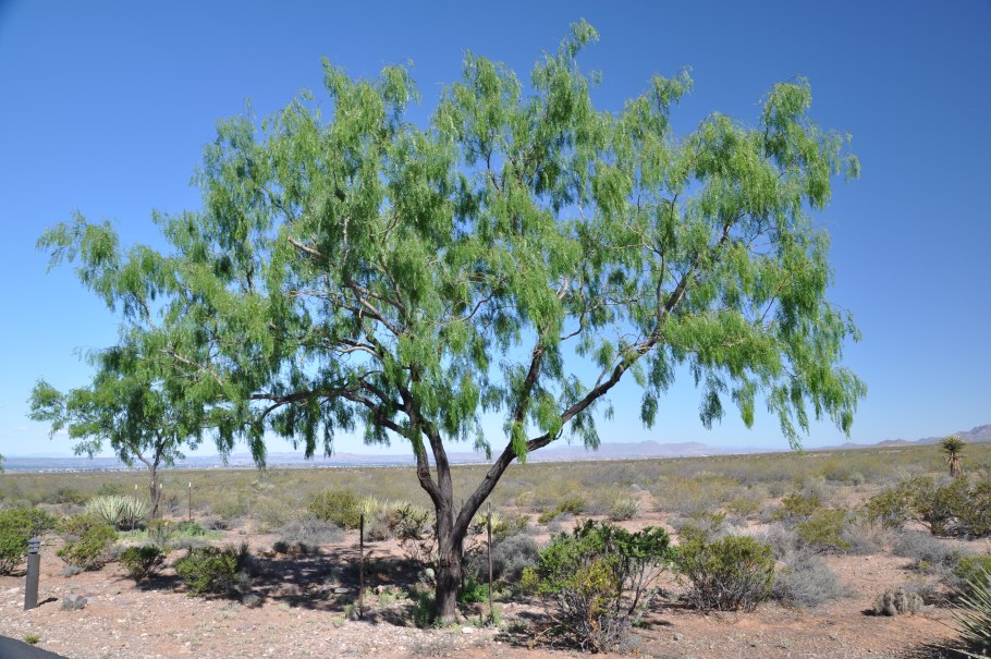 Растительный мир пувтфны