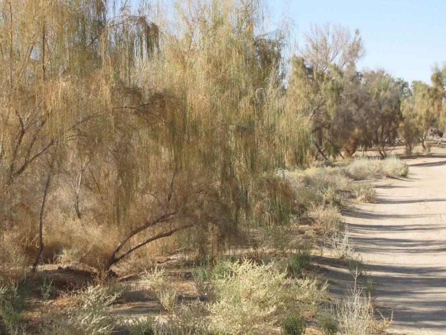 Саксаул перекати поле