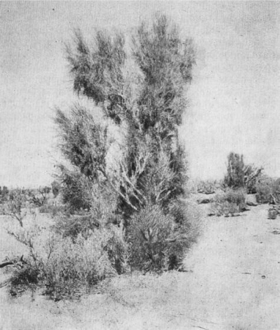 Тамариск растение пустыни