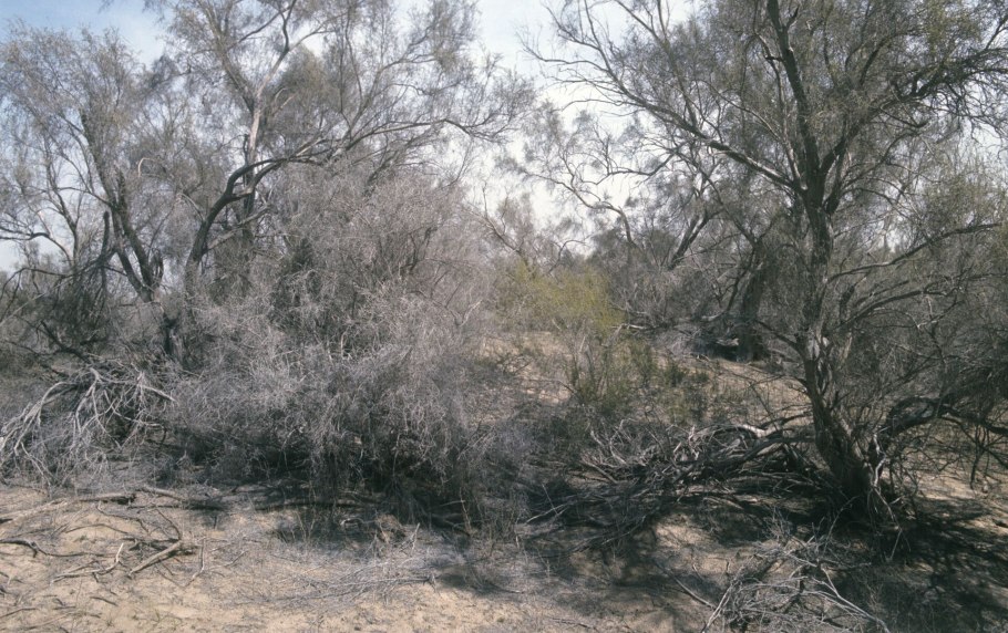 Саксаул цветение