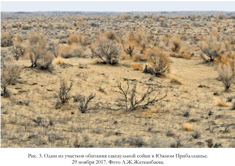 Плоды саксаула