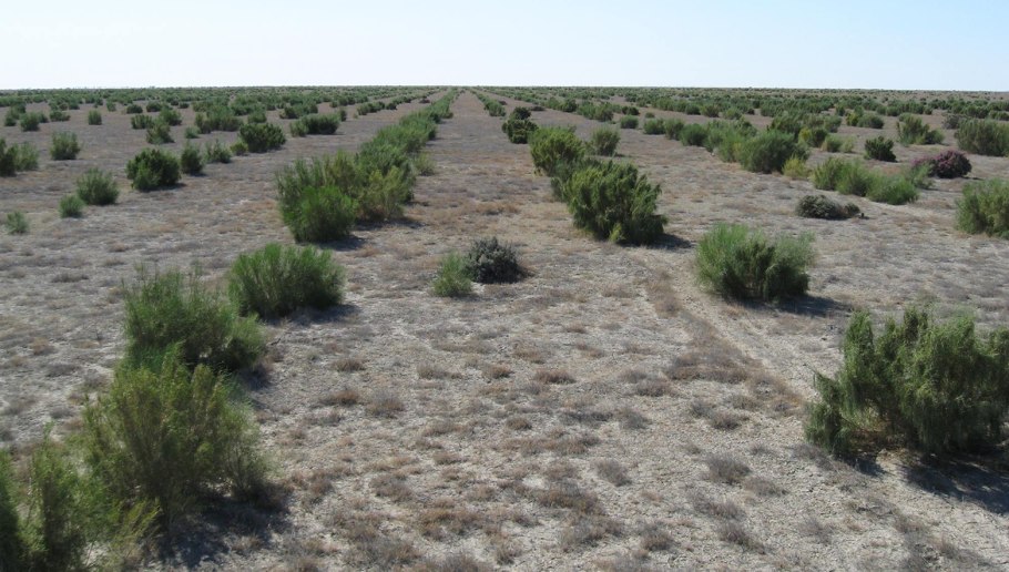 Дерево ситтим Акация