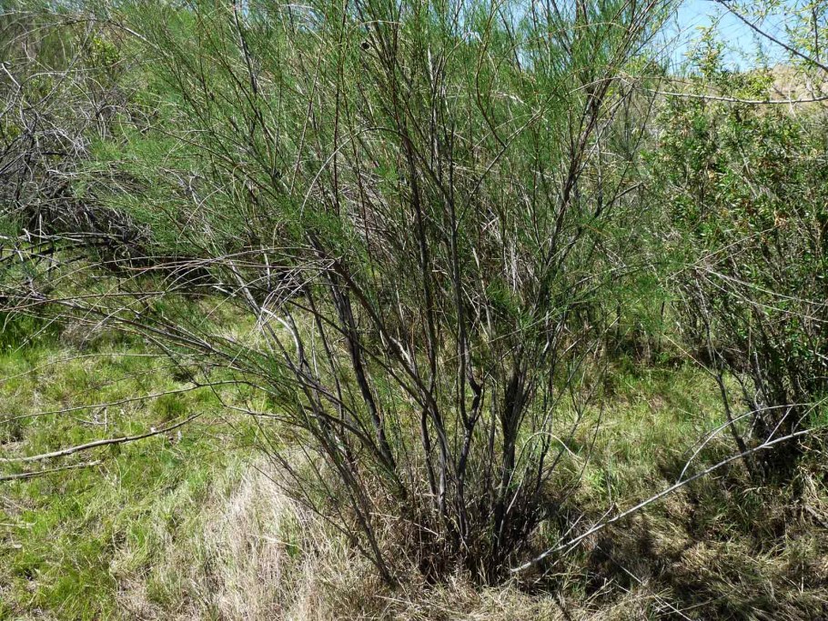 Тамариск растение пустыни