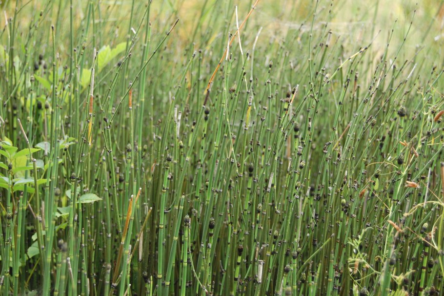 Хвощ полевой - Equisétum arvénse