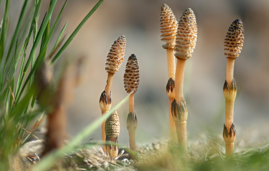 Horsetail Equisetum arvense растение