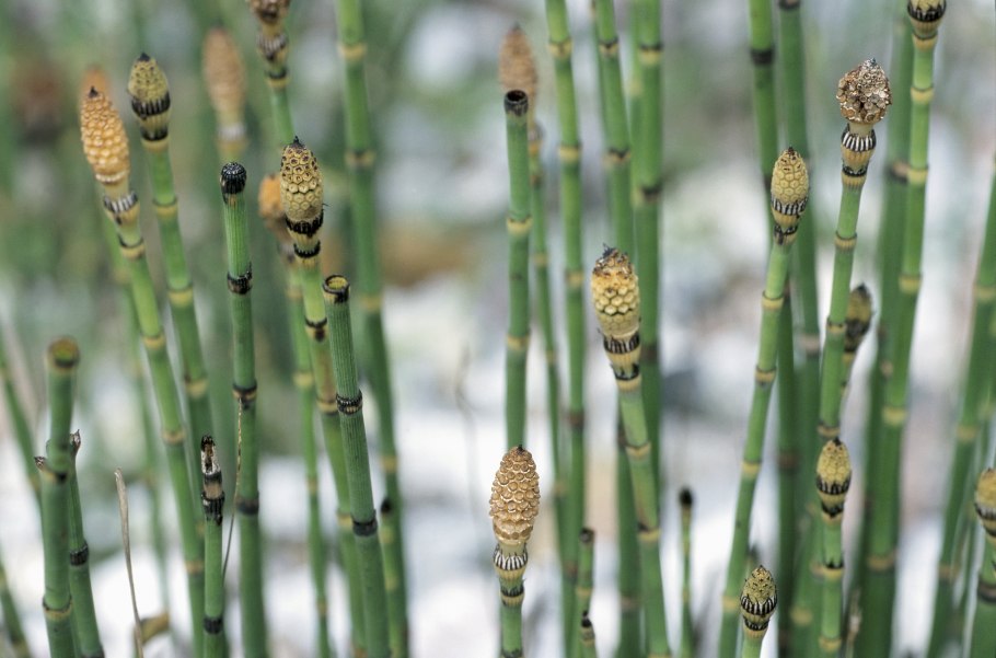 Снейкграсс хвощ