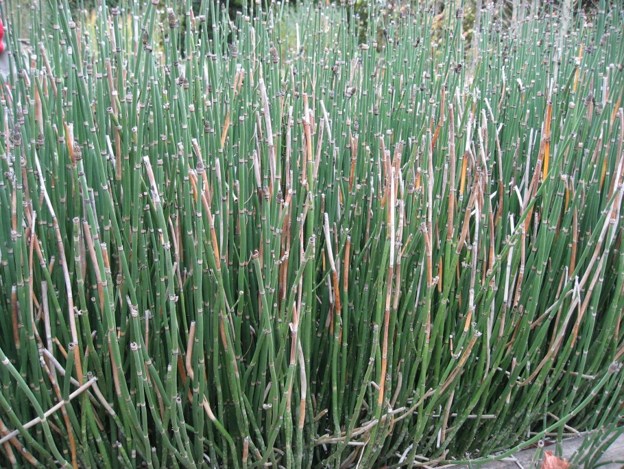 Хвощи Триас