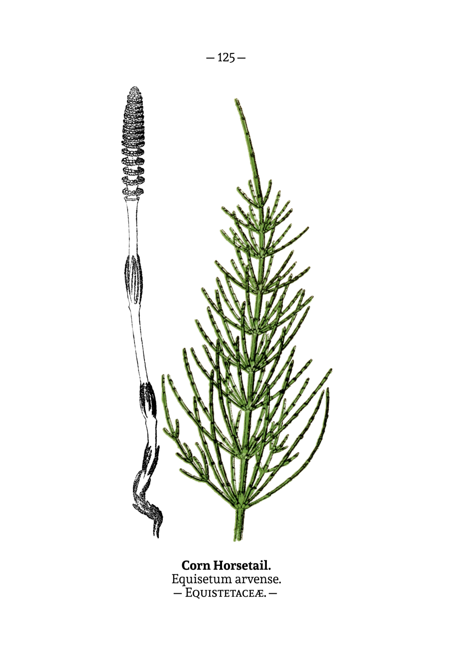 Хвощ декоративный садовый