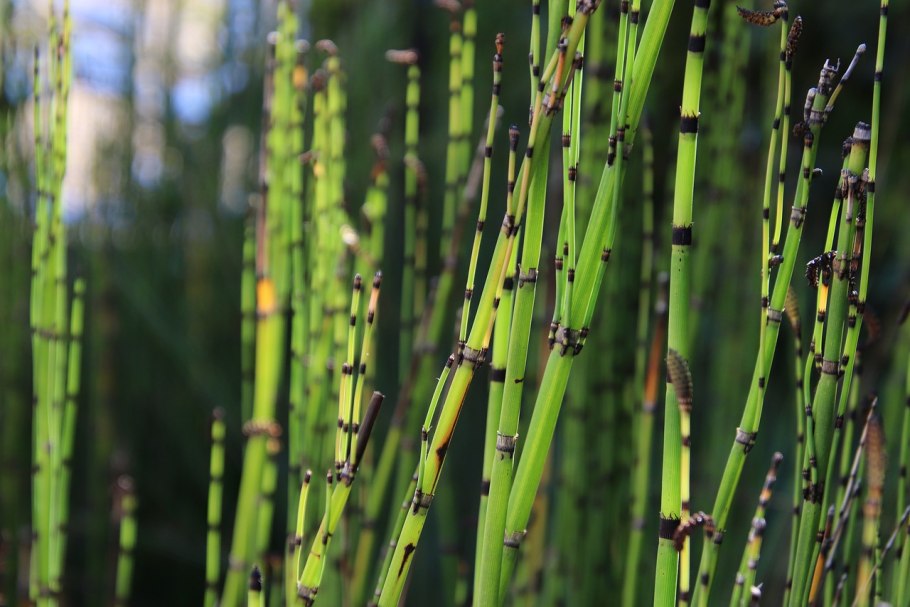 Хвощ полевой Equisetum arvense l.