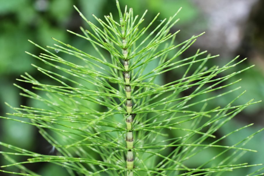 Equisetum arvense ксерофит