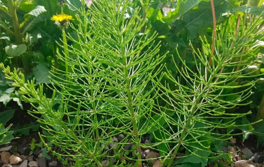 Хвощ казацкий