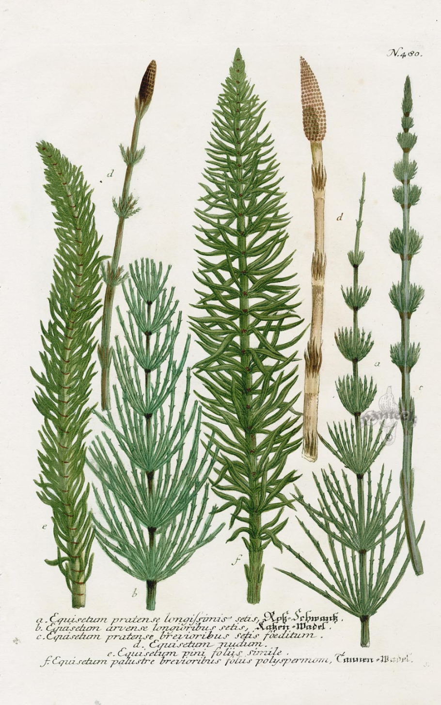 Хвощ зимующий Equisetum hyemale