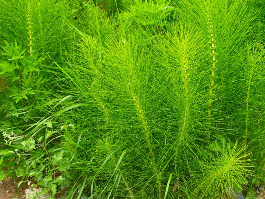 Хвощ полевой Equisetum arvense l.