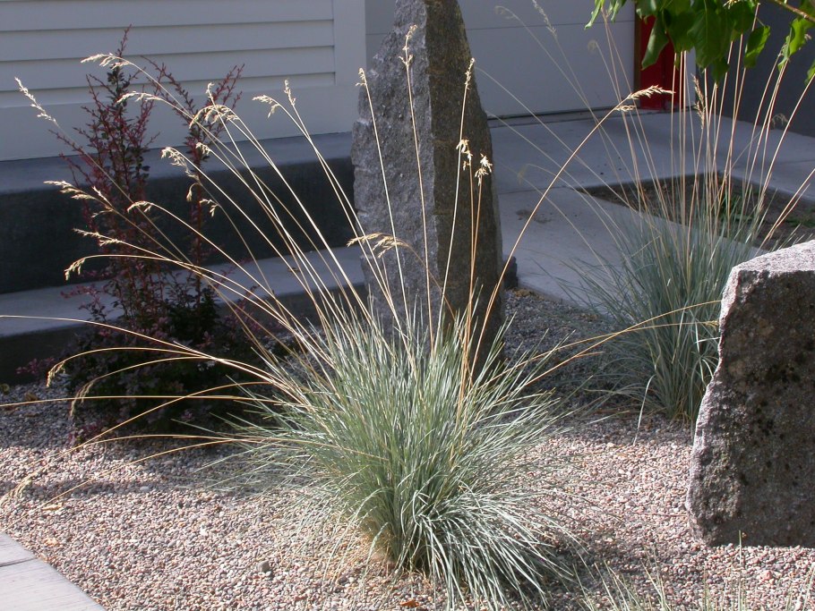 Leymus arenarius фото