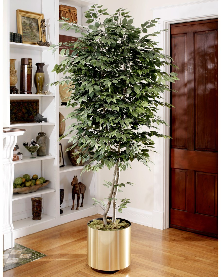 Китайская Лиана Глициния