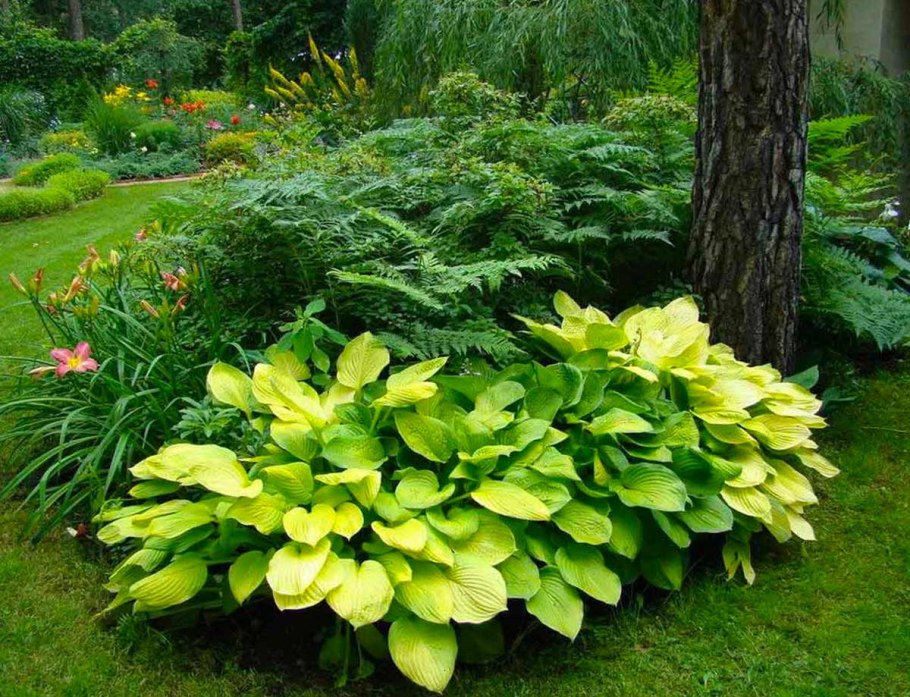 Неприхотливые комнатные растения