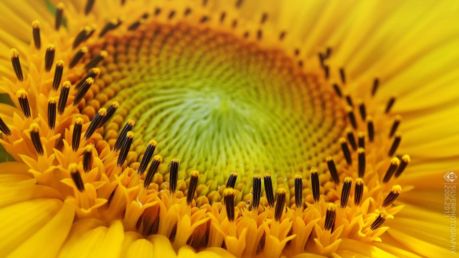 Соцветие подсолнечника