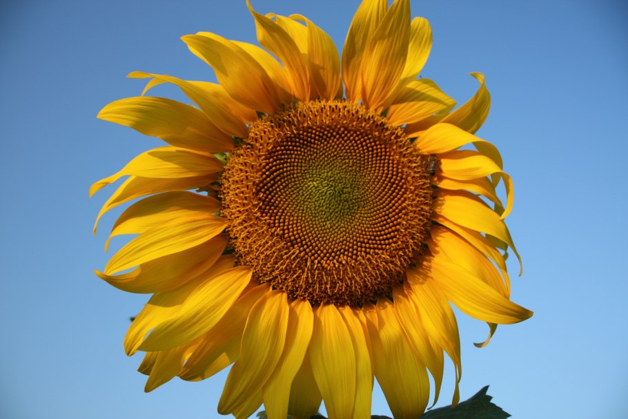 Соцветие подсолнуха