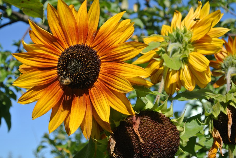 Подсолнечник Санспот