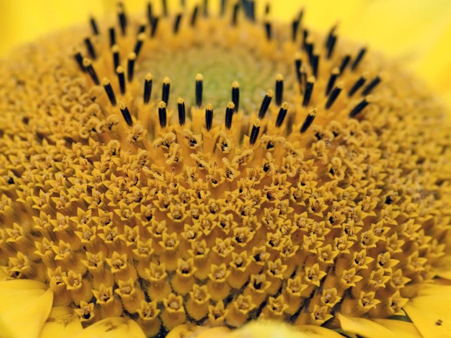 Соцветие подсолнуха