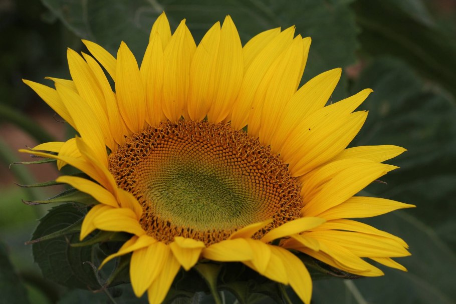 Helianthus salicifolia
