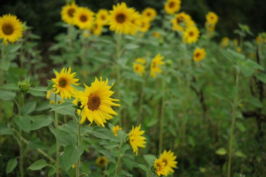 Гелиантус аннуус