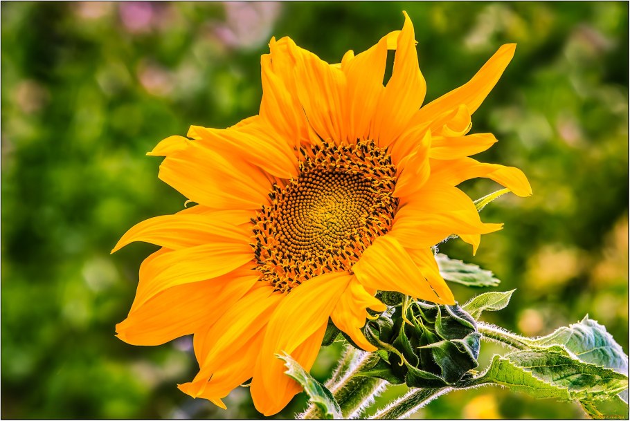 Цветки в соцветии подсолнечника