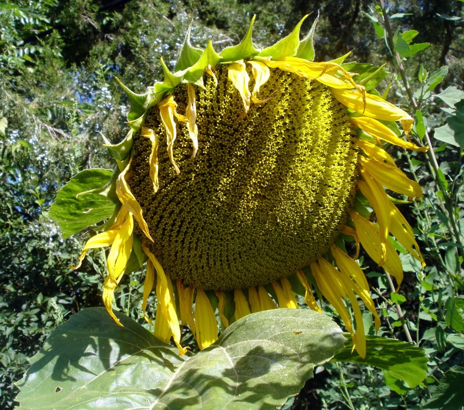 Корзинка подсолнечника