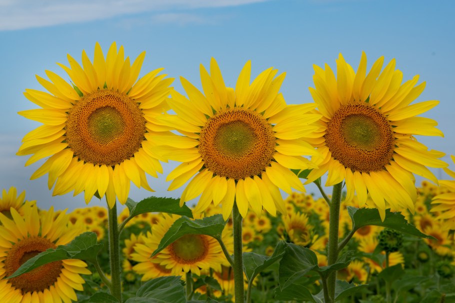 Цветы Подсолнухи