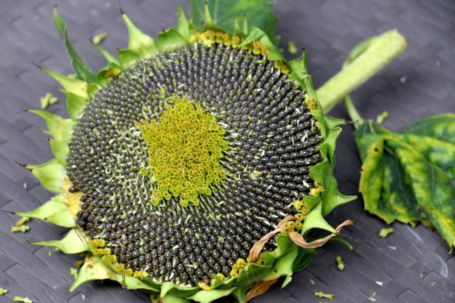 Подсолнечник калифорнийский семена