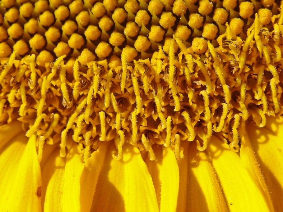 Соцветие подсолнечника