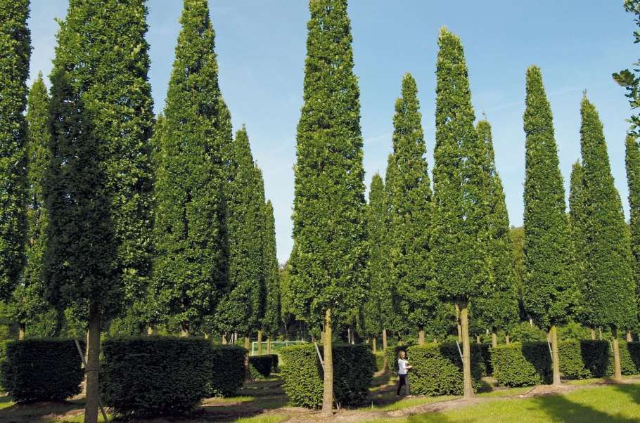 Дуб черешчатый Quercus Robur 'Fastigiata'