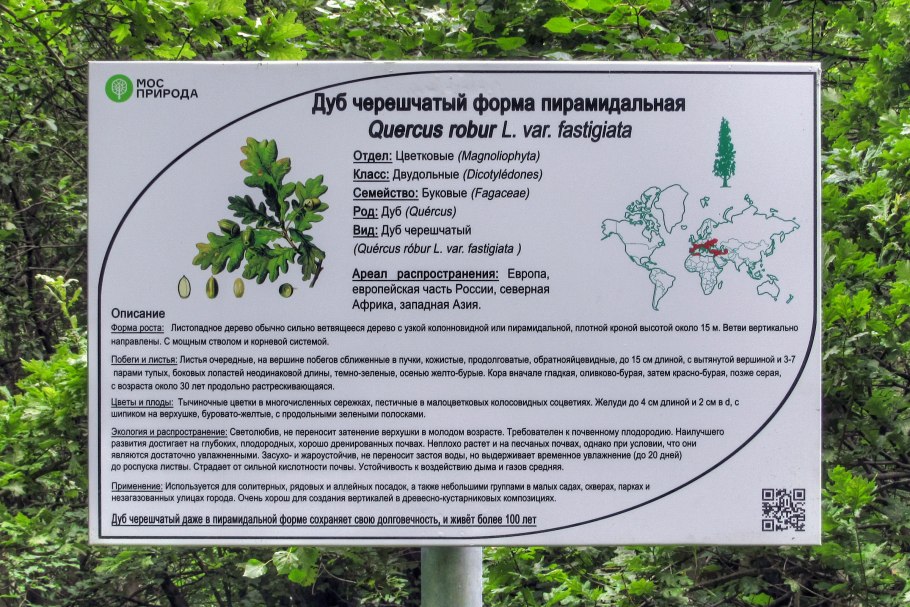 Дуб черешчатый раскидистая крона