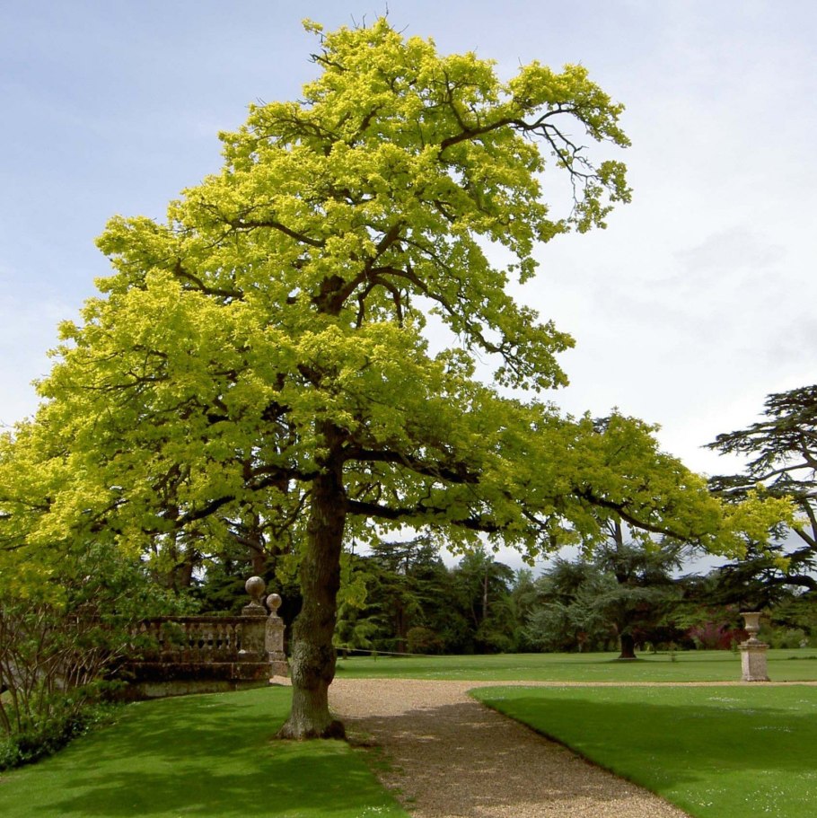Quercus Robur Fastigiata Koster