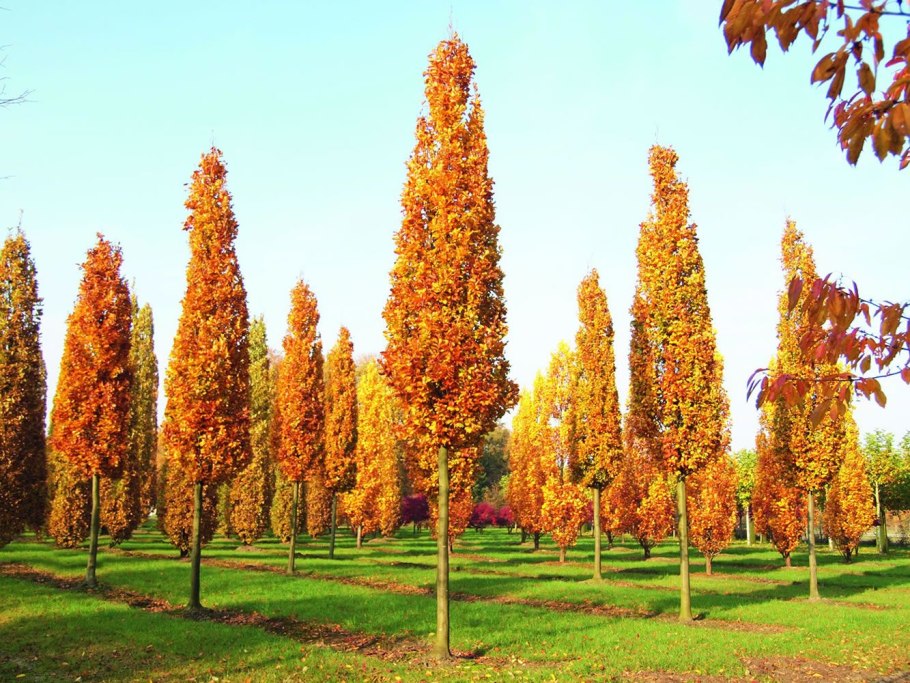 Дуб черешчатый Quercus Robur 'Fastigiata'