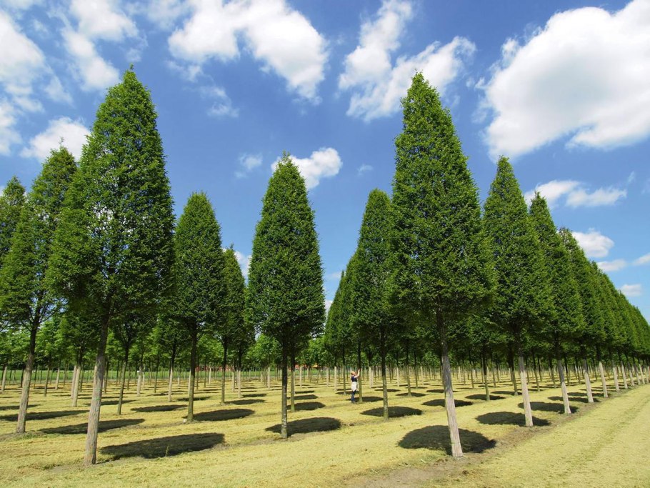 Дуб черешчатый Quercus Robur 'Fastigiata'