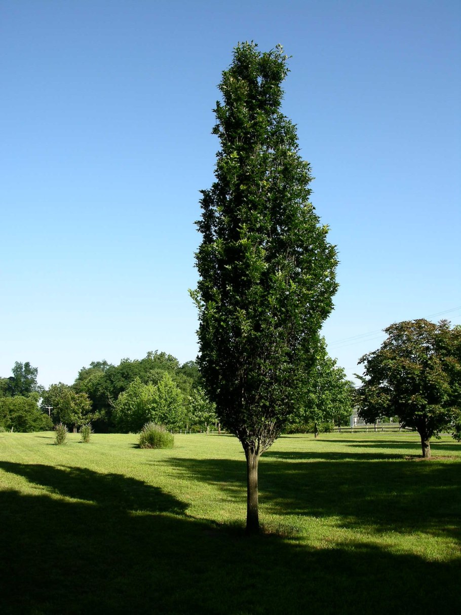 Quercus Robur Fastigiata