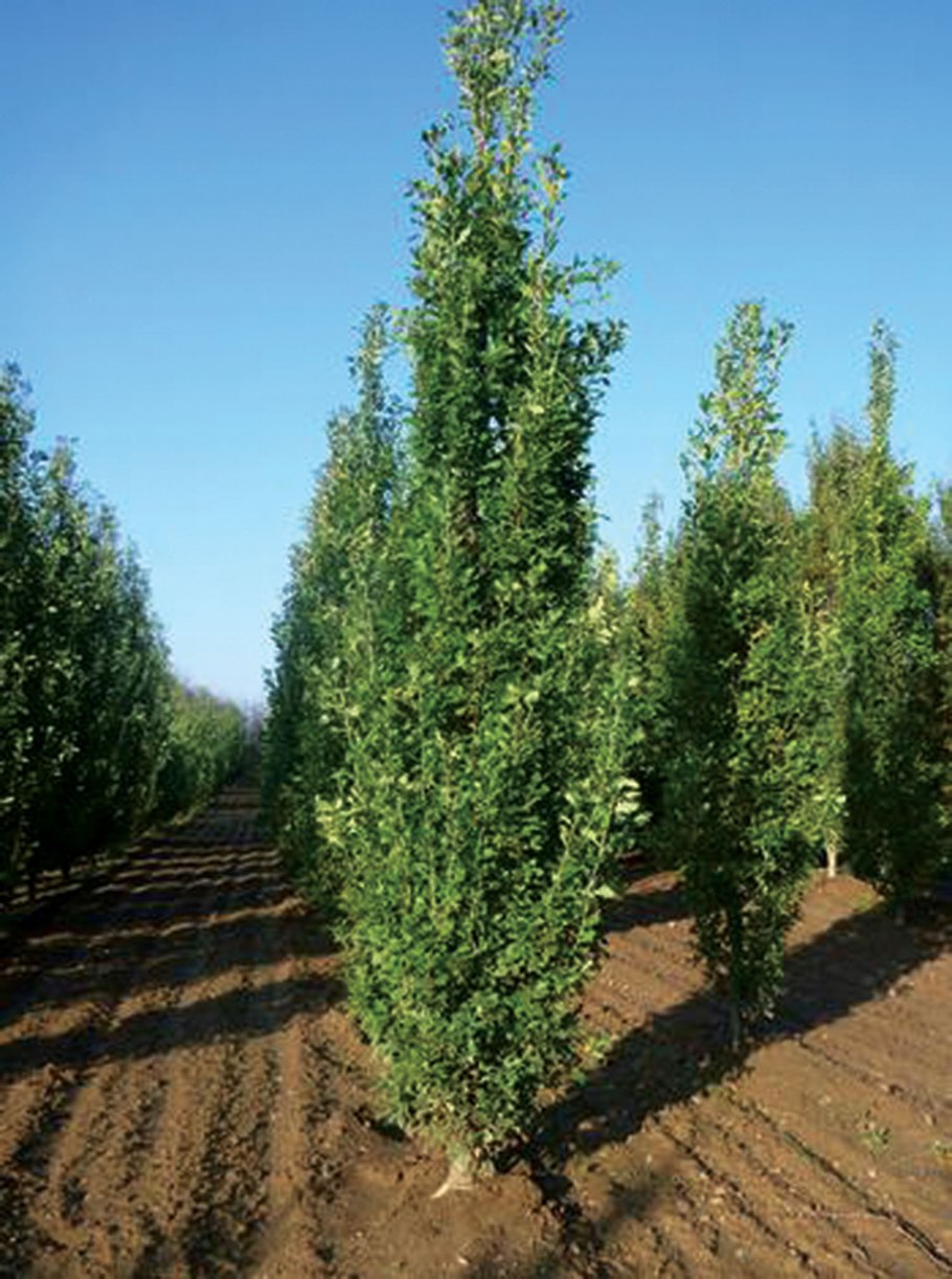 Quercus Robur (дуб черешчатый) 'Fastigiata Koster'
