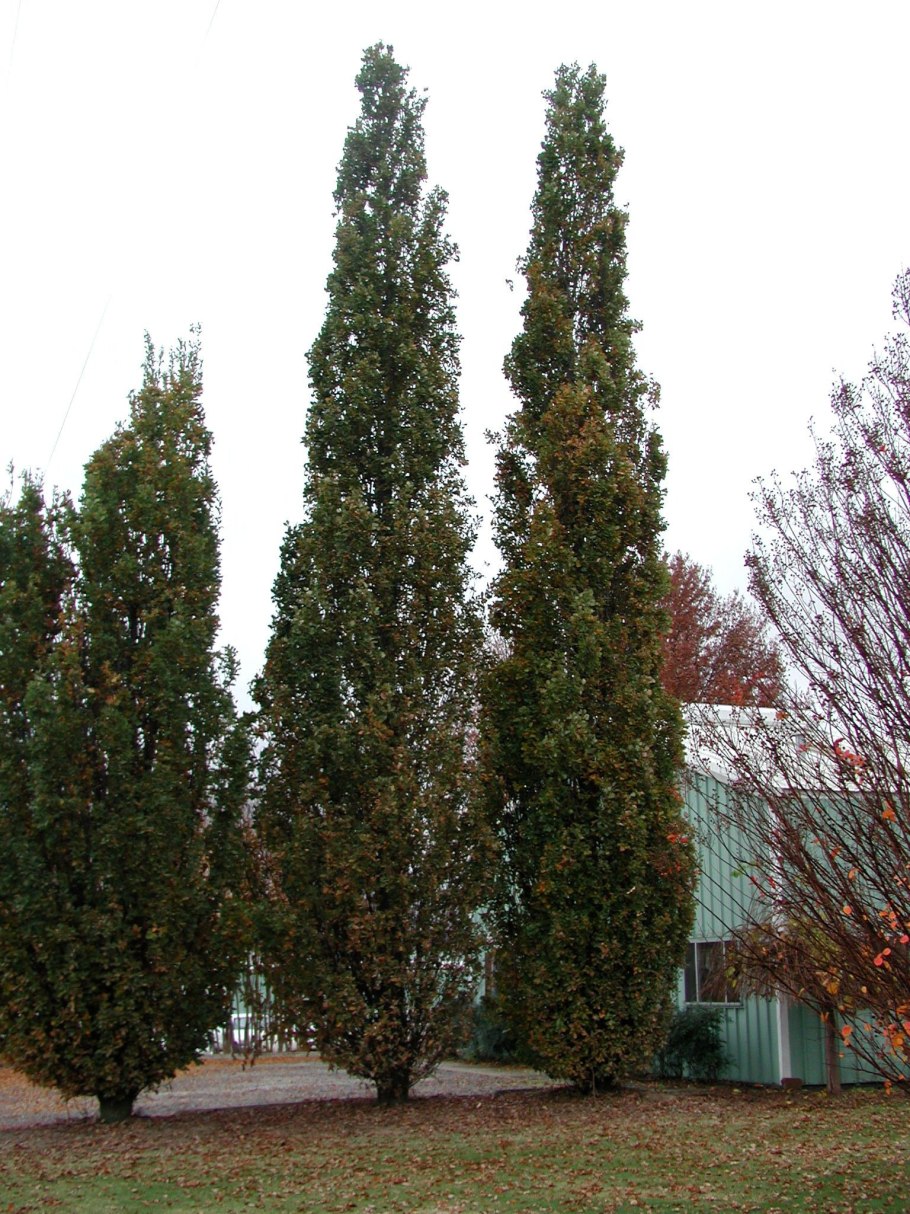 Дуб черешчатый Quercus Robur 'Fastigiata'