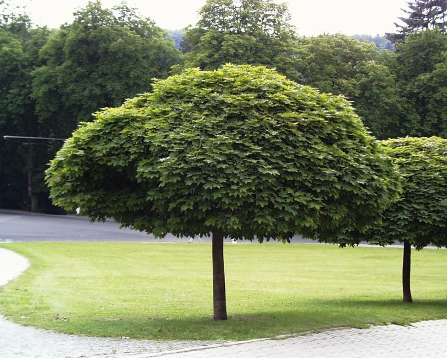 Quercus Alba – белый дуб