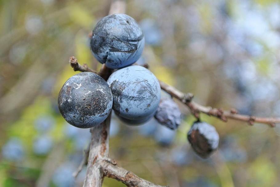 Терн колючая слива для живой изгороди