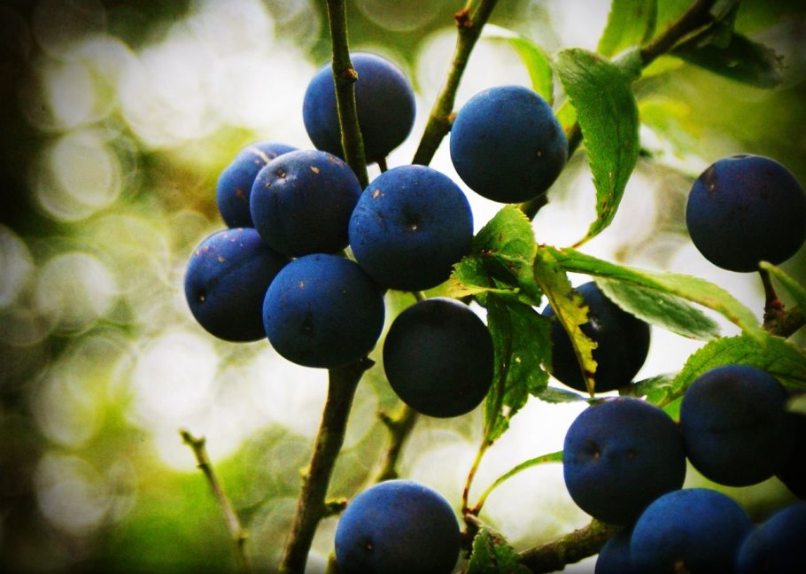 Боровинка ягода